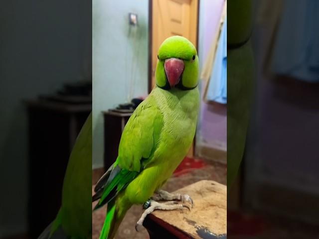  #parrot #talkingparot #birds #nonstoptalkingparrot #talkingparrot #mithukibatain