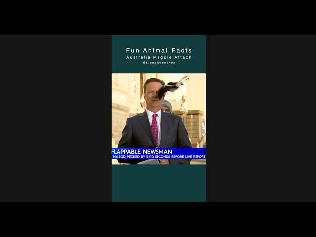 Australia Magpie Attach Human | Fun Animal Facts FAF #magpies #magpieattach #birds