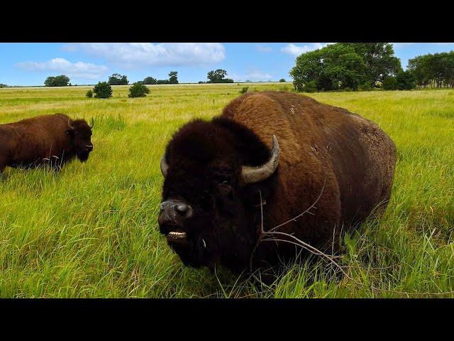 2,500 lbs Buffalo! | Black Kettle Buffalo Ranch