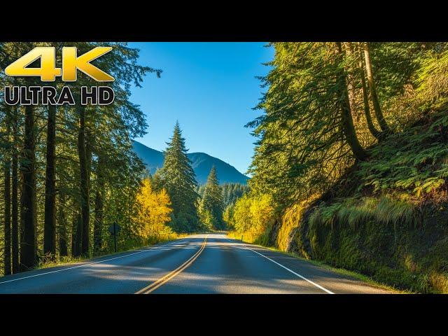 Pacific Northwest Scenic Drive to Olympic National Park Washington 4K