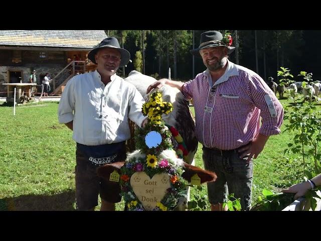 Almabtrieb von der Steinbergalm in Toblach!