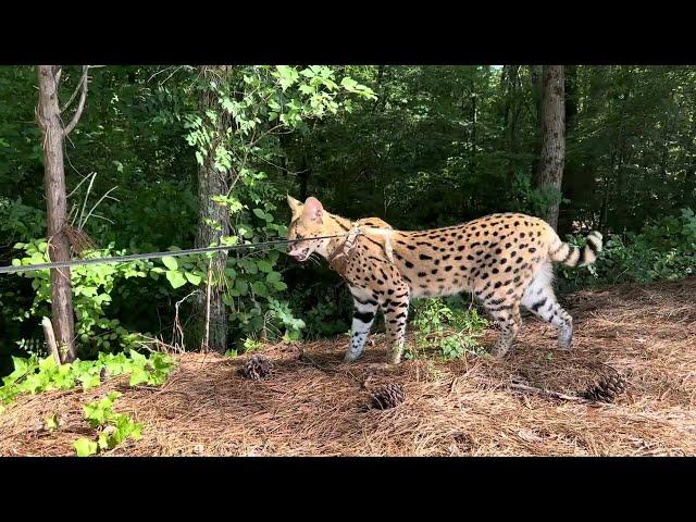 Serval on the Walk