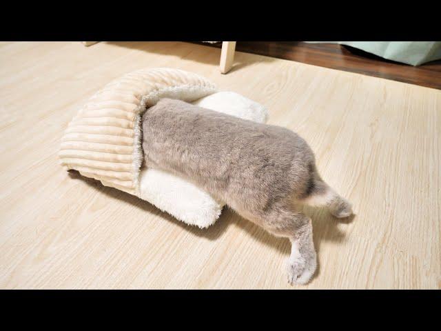 物理的にどう考えても体が収まらないのに飼い主からのプレゼントを無下にしないために頑張りつづけるうさぎさん・・・涙