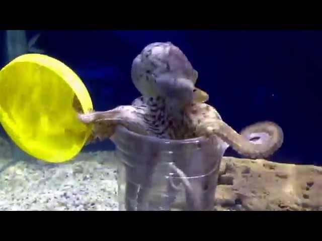 Clever octopus in the aquarium. Умный осьминог.