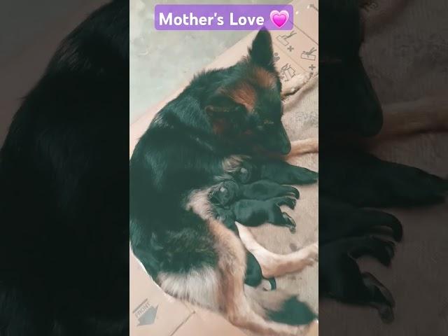 #dog#video #doglover #music  #cute #video #breed #puppy #breed #viralvideo #pets #cutedog #germanshe