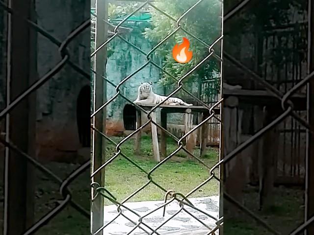  White Tiger Resting |#rk