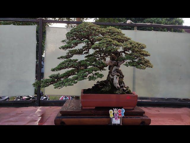 INSPIRASI PEMULA#Bonsai Best In Show Di Indonesia, Inspirasi Bonsai Juara Dan Terbaik Di Indonesia