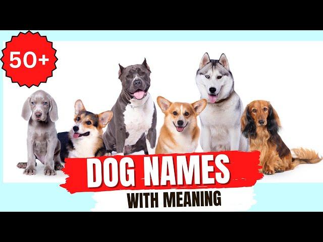 50 Unique Dogs Names  | Dog Names with Meanings| Petopia #youtubeshorts #dog #pets