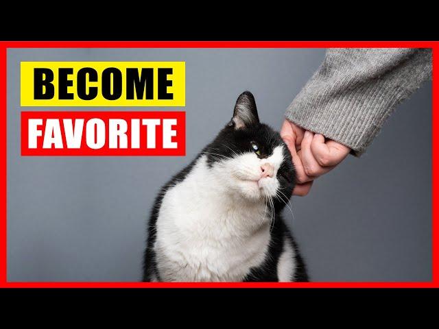 How Cats Choose Their Favorite Person