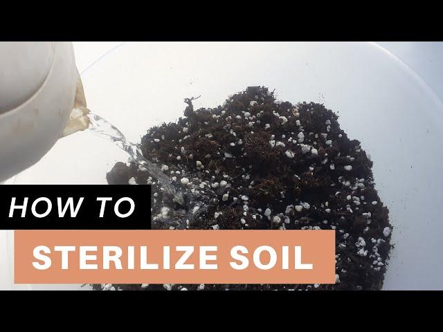 How I Mix and Sterilize Soil for Houseplants | Sterilize soil with boiling water