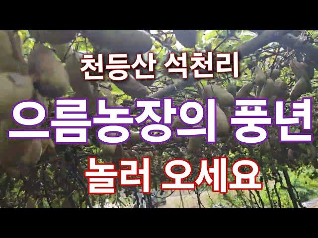 으름농장 봄볕내 / 산척면 석천리 장금터 마을 / 으름 드시러 오세요