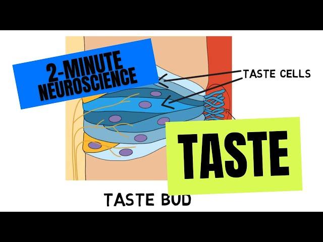 2-Minute Neuroscience: Taste