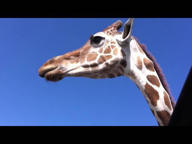 GIRAFFE DRIVE-THRU(GET OUTSIDE OHIO)