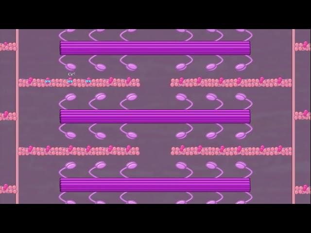 Muscle Contraction Explained!