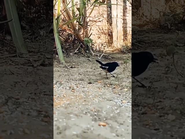 Oriental magpie Robin bird voice