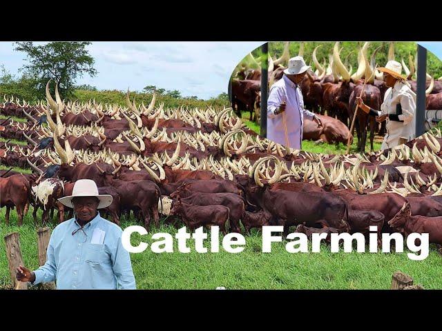 Africa's Biggest Cattle Farmer Billionaire - Cattle Farming Business