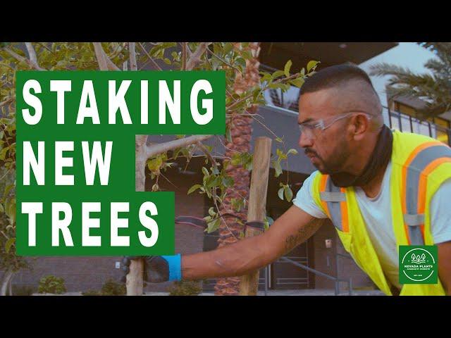 Tree Staking 101: A Comprehensive Guide to Staking Your Newly Planted Trees Correctly