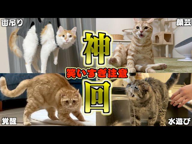 【豪華】ツッコミどころ満載なおもしろ猫動画30連発！