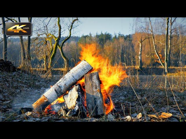 Morning Campfire by The Frozen Pond ️Natural Ambience & Relaxation