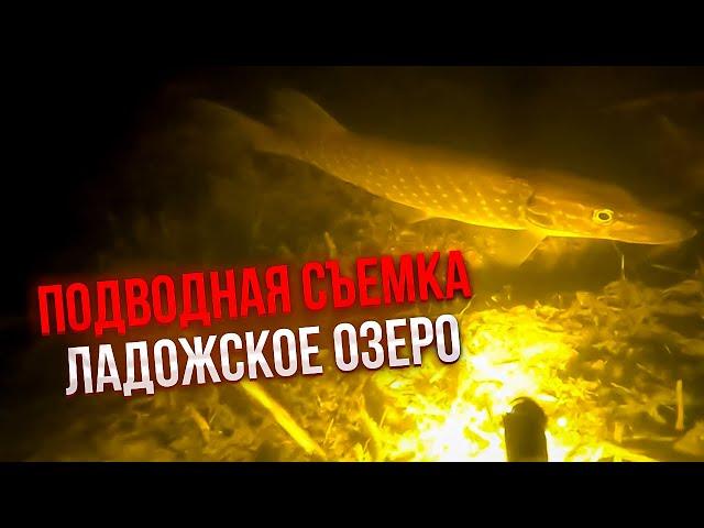 Сколько здесь щуки? подводная съемка, Ладожское озеро