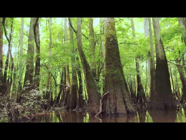 Congaree National Park