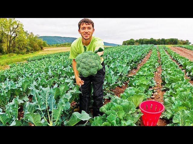 Amazing Broccoli Harvest