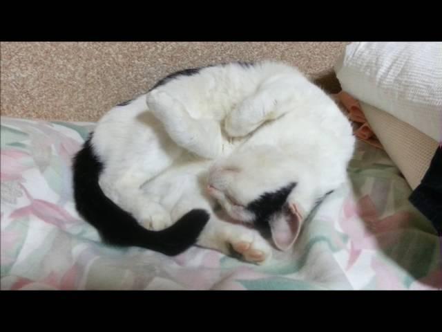 Short video of Nacchan／なっちゃんの短い動画