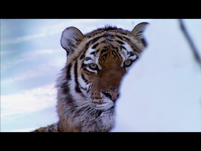 눈내린 타이가에서 마주친  야생호랑이. 범의 땅에서 생활하는 감독  . Tigers in the snowy Taiga forest.      I am a forest.