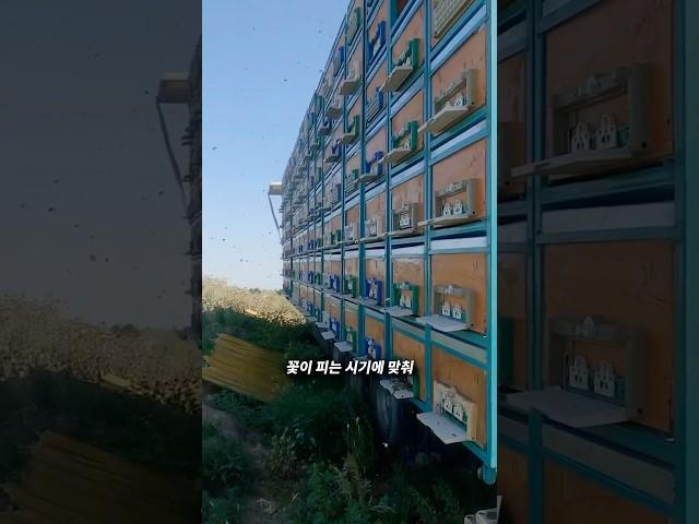 루마니아의 특별한 양봉 방식