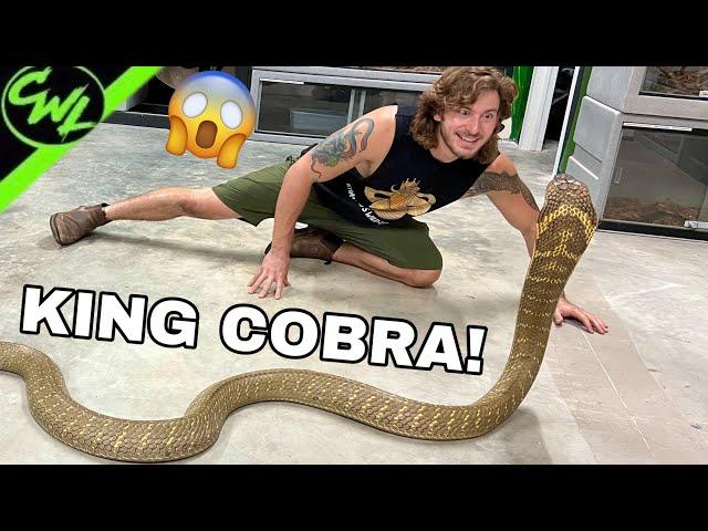 Close call with KING COBRA!