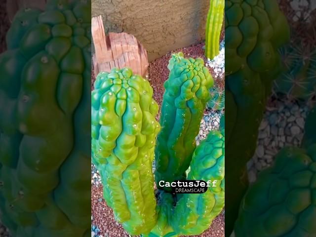 Now scheduling fall creations!  Limited Cactus Garden Dreamscapes available! #cactusjeff #garden