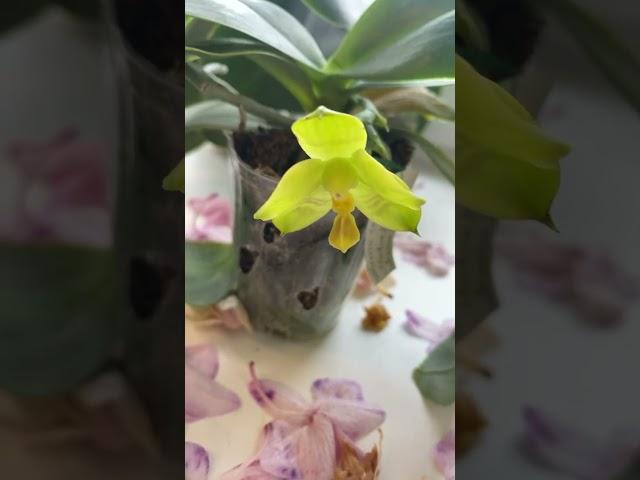 Созревание семенных коробочек идёт полным ходом!)#orchid #цветы #phalenopsis #nature #plants #beauty