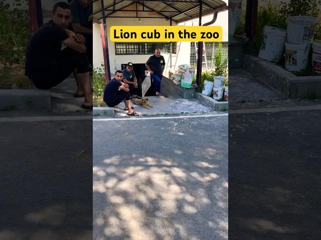 Lion cub walking in the zoo Yerevan inside Yerevan Zoo #armenia