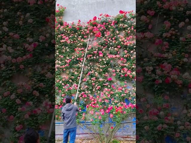 Technique cut pruning rose blooming #shortvideo #bonsai #floweringplant #floweringplant