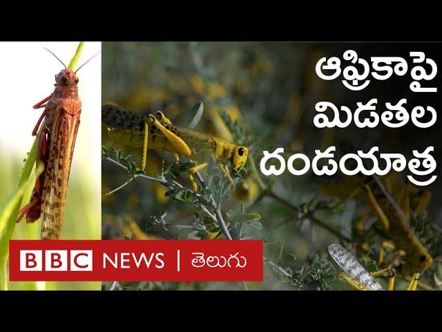 ఆఫ్రికాలో కెన్యా, సొమాలియా సహా చాలా దేశాలపై మిడతలు దాడి చేసి లక్షల ఎకరాల్లో పంటను తినేస్తున్నాయి