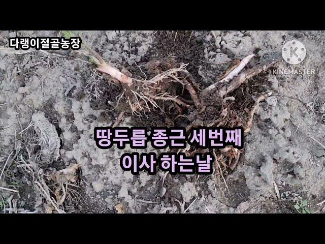 땅두릅 종근뿌리 세번째 이사 하는날