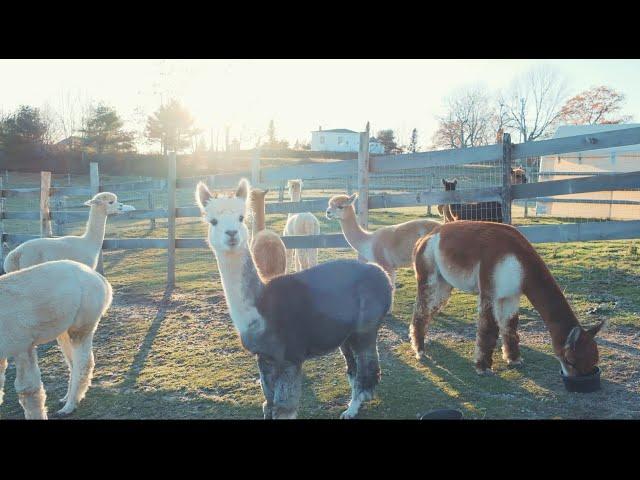 HOW MUCH MONEY TO OPEN ALPACA FARM?