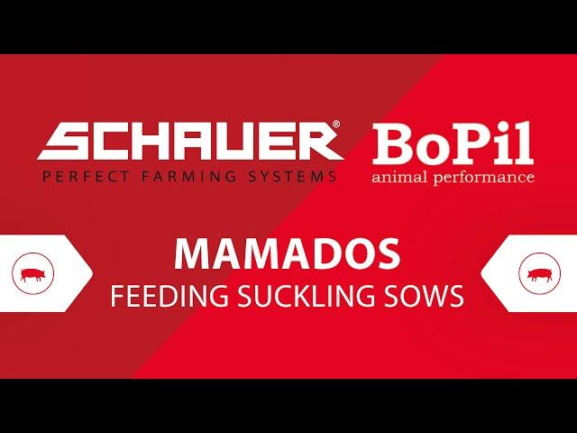 MAMADOS Feeding system that weaned 14 piglets!