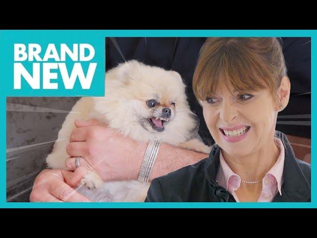 Winnie: The Possessive Pomeranian | Full Episode | It’s Me or The Dog