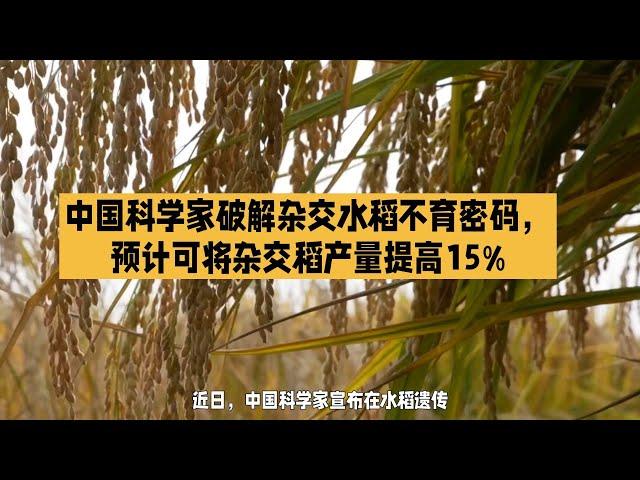 中国科学家破解杂交水稻不育密码，预计可将杂交稻产量提高15%