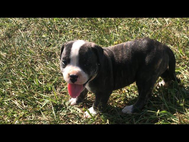 Raising American Bulldog puppies on a farm…week 4 update