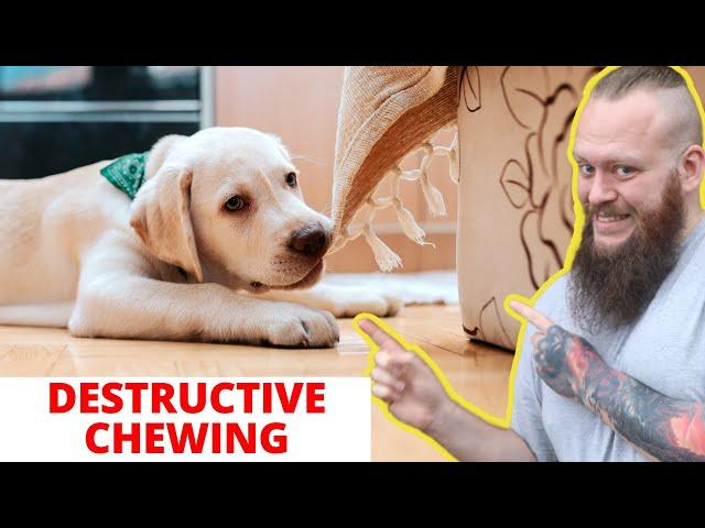 How To Stop Destructive Chewing In Dogs And Puppies