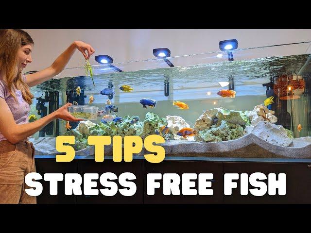 5 Tips for an Easy and Low Maintenance Aquarium Setup