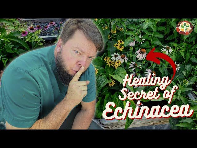 The Secret to Medicinal Echinacea | Herbal Plant Review with Doc Jones