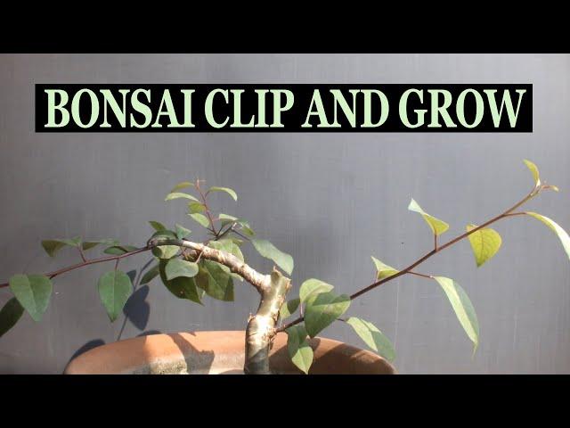 Bonsai clip and grow.