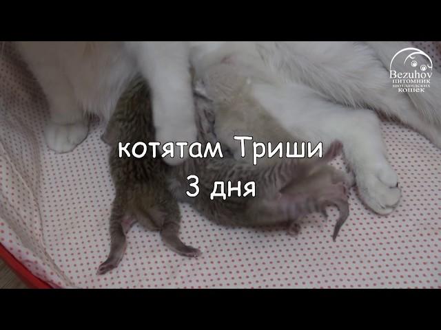 Котята: от рождения до первого месяца // Часть 1. Первые 10 дней жизни котят.