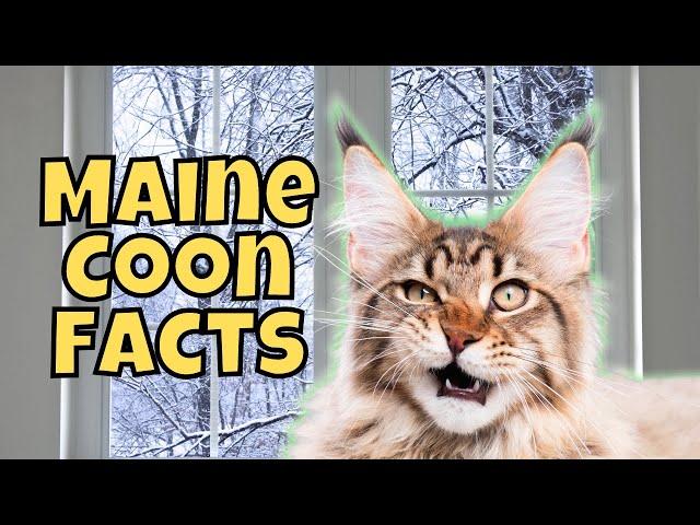 10 Massive Facts About Maine Coon Cats