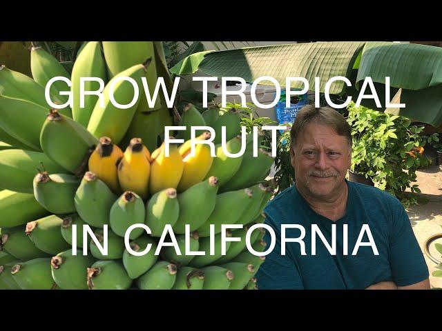 GROW TROPICAL FRUIT  IN CALIFORNIA - WATCH THIS VIDEO FIRST!  BANANA, MANGO, LYCHEE, AVOCADO, GUAVA