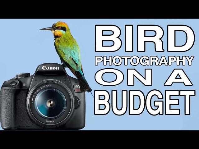 BIRD PHOTOGRAPHY ON A BUDGET using the Canon EOS R50 + Canon EOS Rebel T7 / 1500D