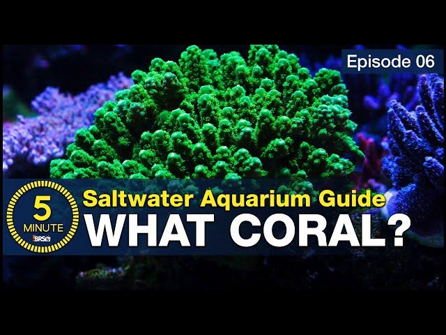 10 BEST beginner corals! You don’t have to be rich to stock a reef tank